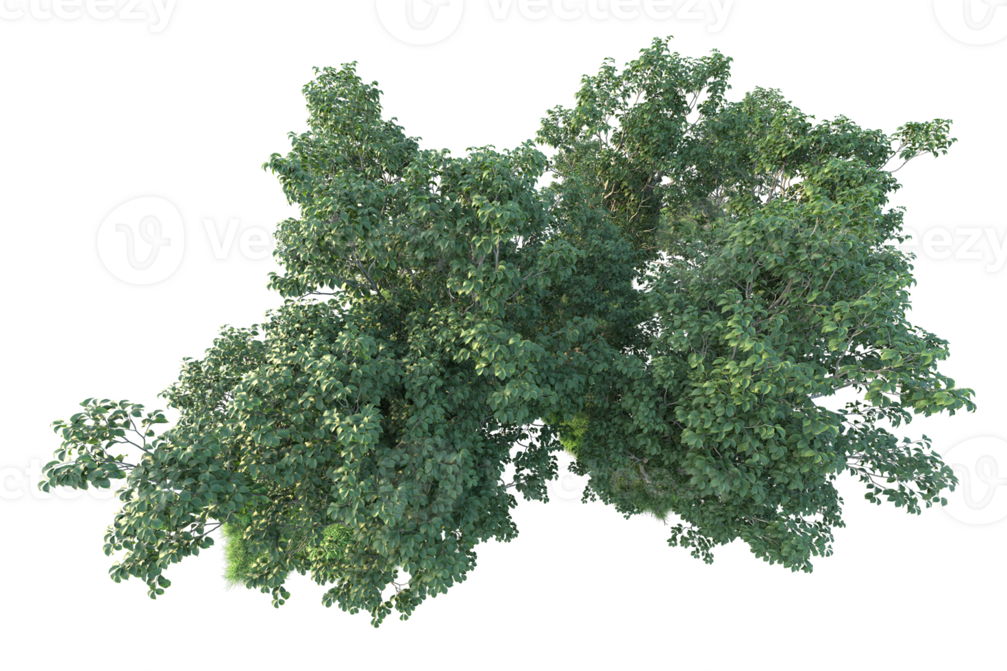 Tropical forest isolated on transparent background. 3d rendering - illustration png