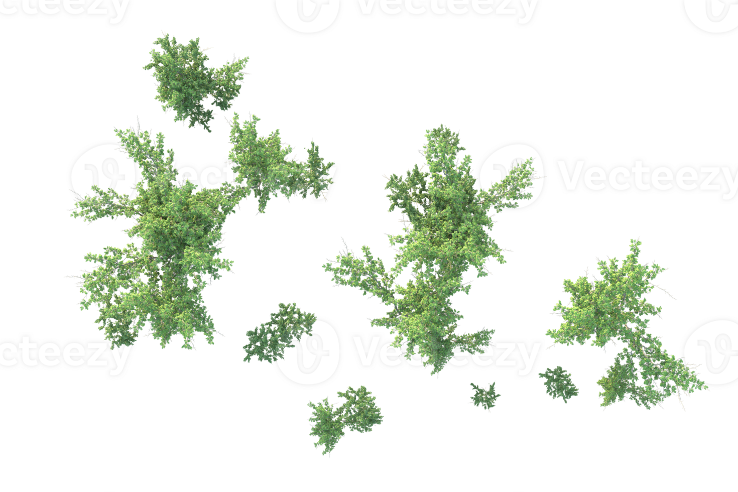 Tropical forest isolated on transparent background. 3d rendering - illustration png