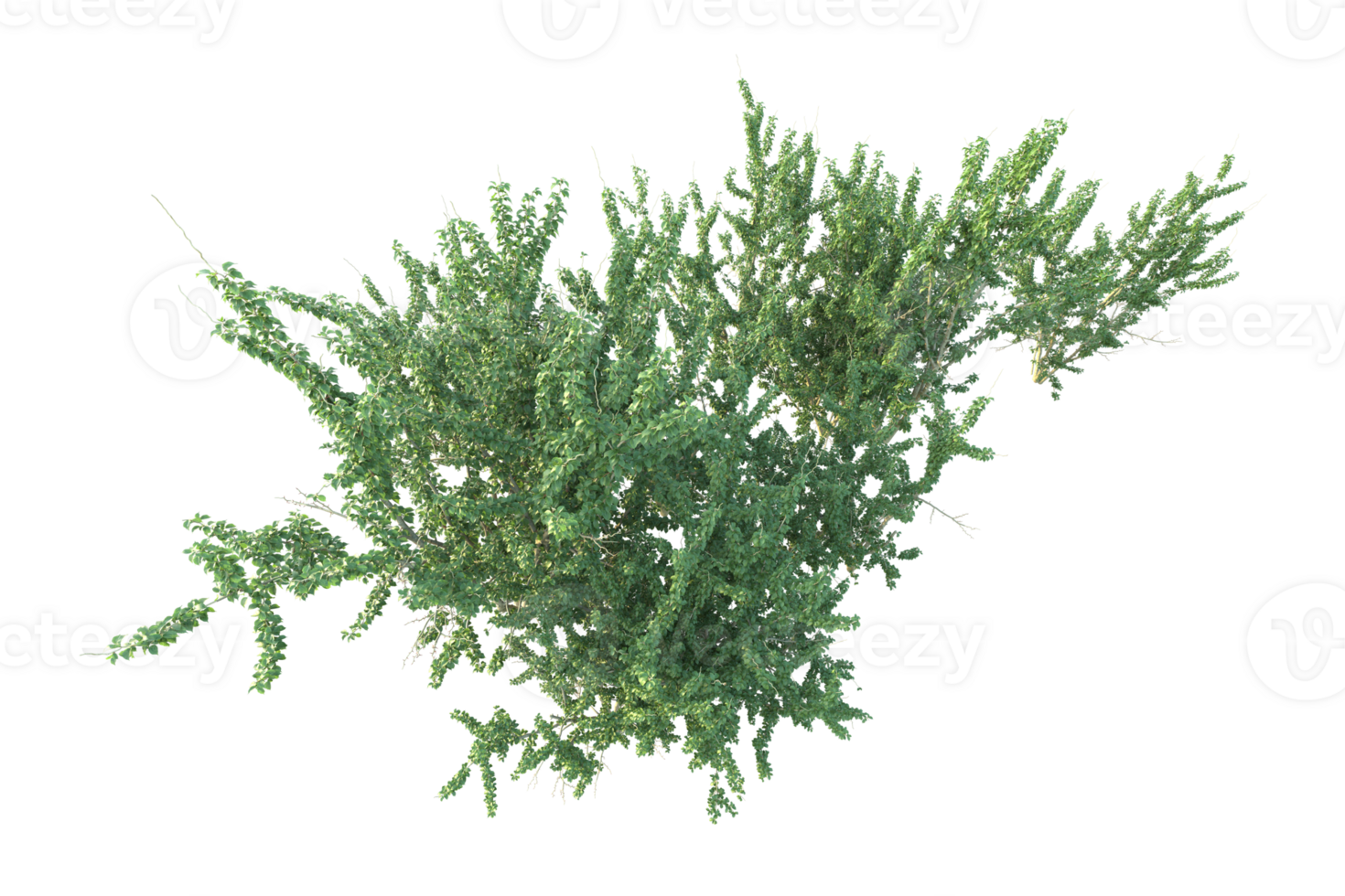 Tropical forest isolated on transparent background. 3d rendering - illustration png