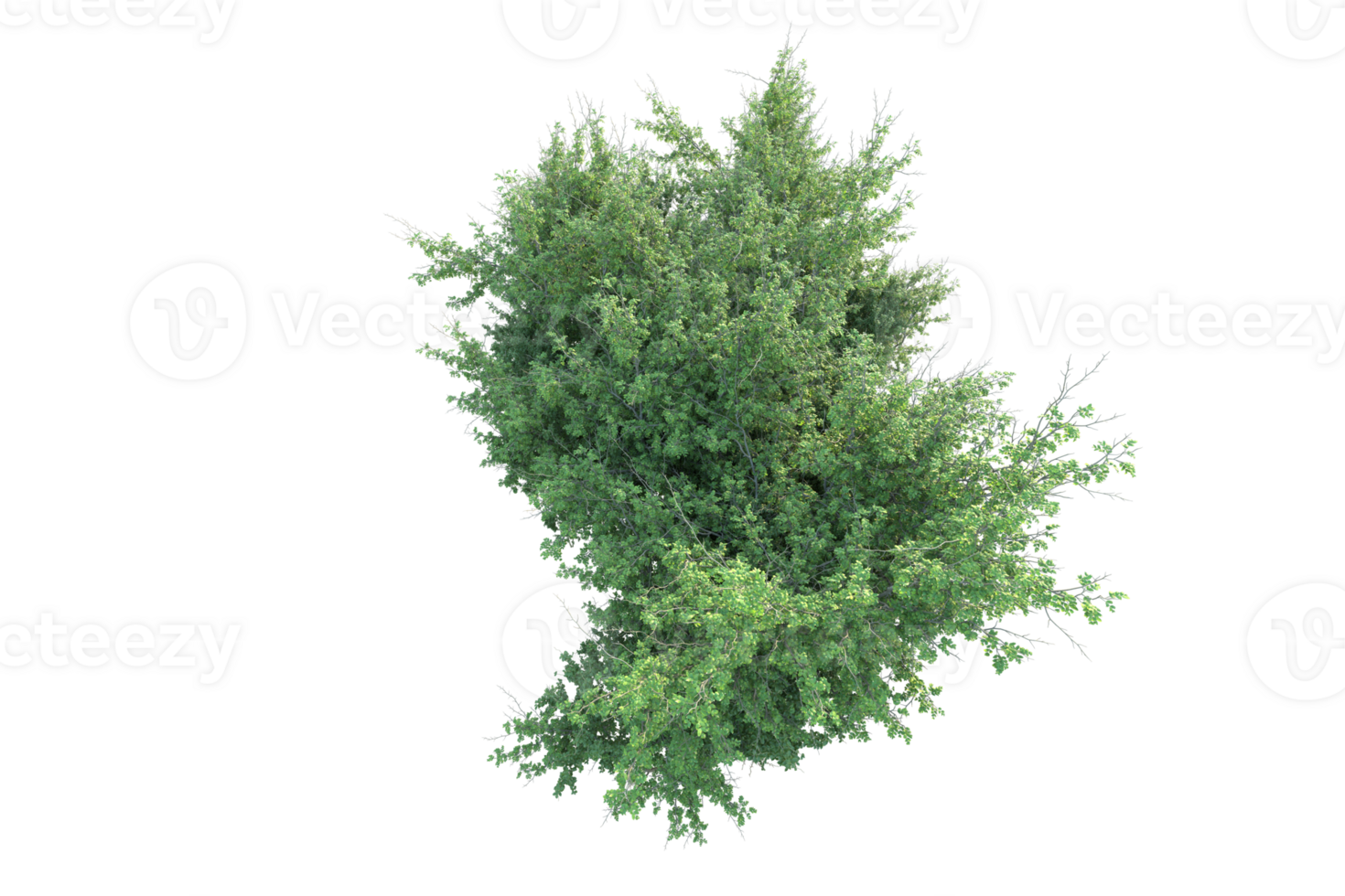 Tropical forest isolated on transparent background. 3d rendering - illustration png