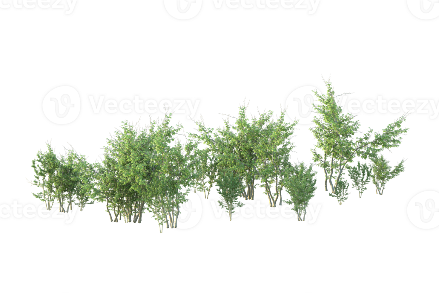 Tropical forest isolated on transparent background. 3d rendering - illustration png