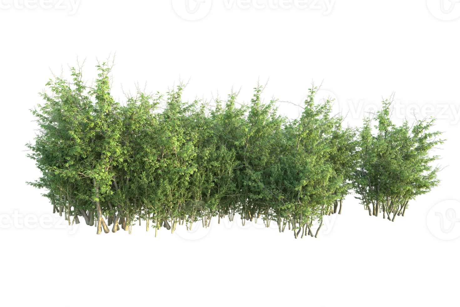 Tropical forest isolated on transparent background. 3d rendering - illustration png