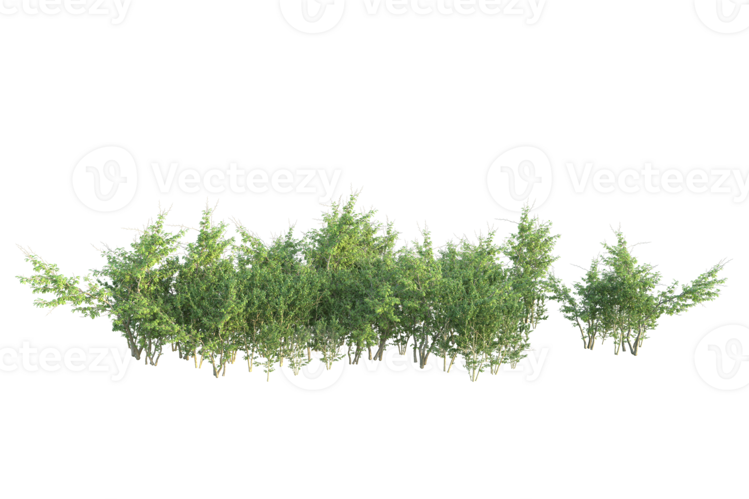 Tropical forest isolated on transparent background. 3d rendering - illustration png
