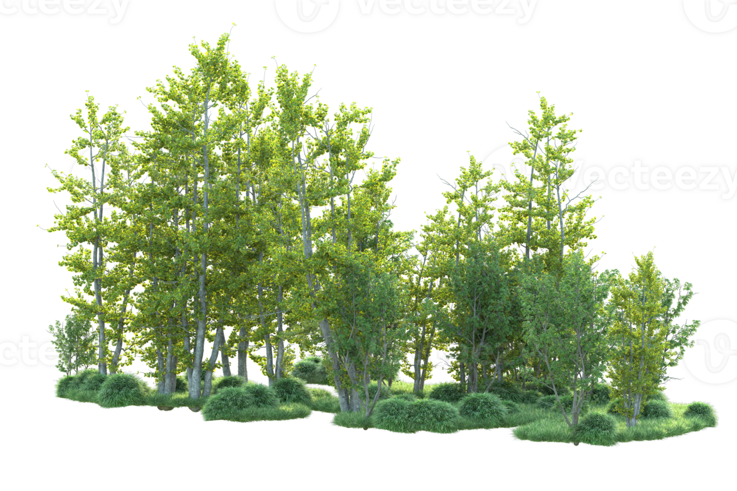 Tropical forest isolated on transparent background. 3d rendering - illustration png