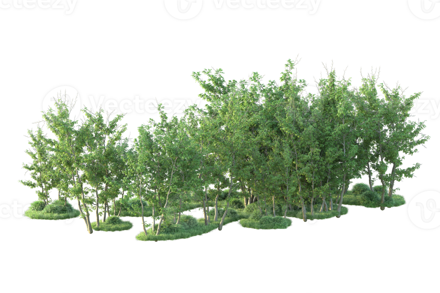 Tropical forest isolated on transparent background. 3d rendering - illustration png
