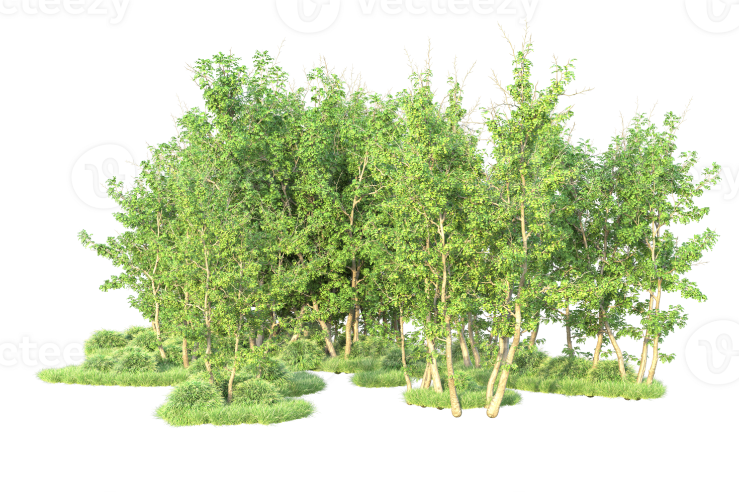 Tropical forest isolated on transparent background. 3d rendering - illustration png