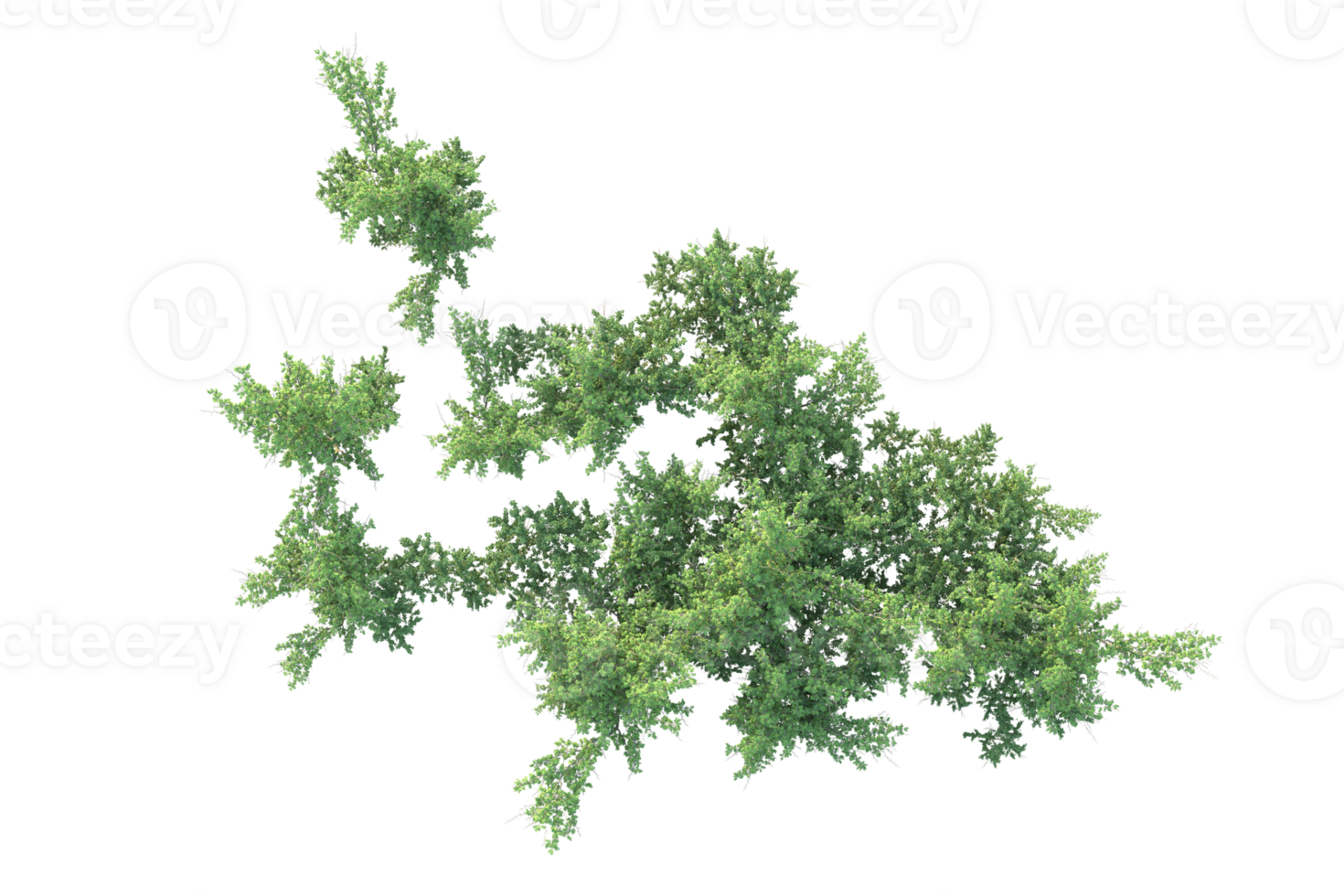 Tropical forest isolated on transparent background. 3d rendering - illustration png