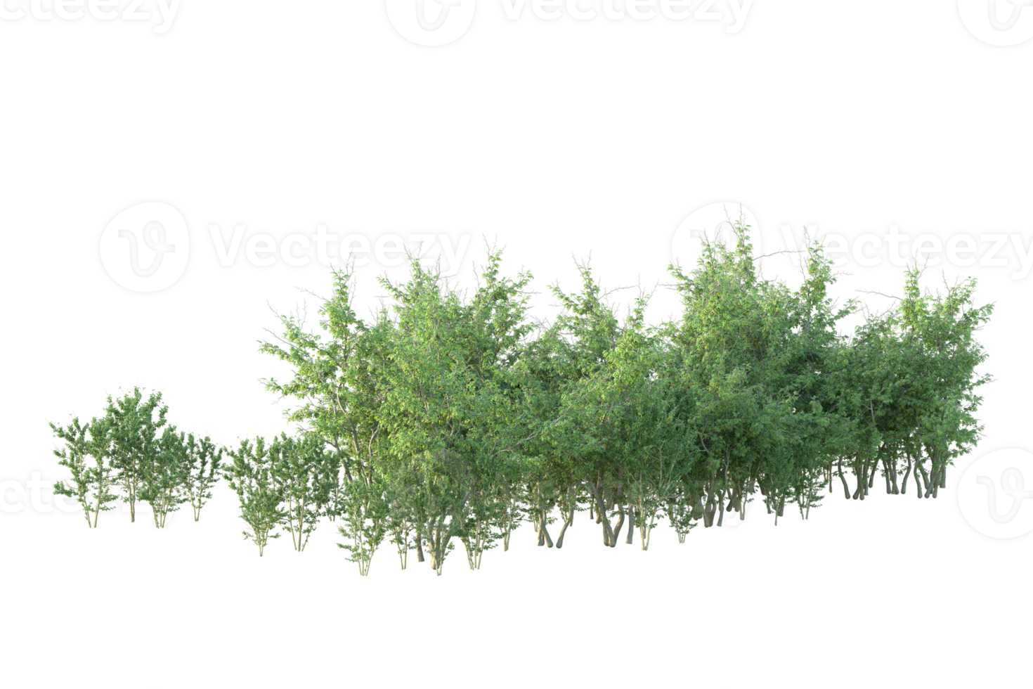 Tropical forest isolated on transparent background. 3d rendering - illustration png