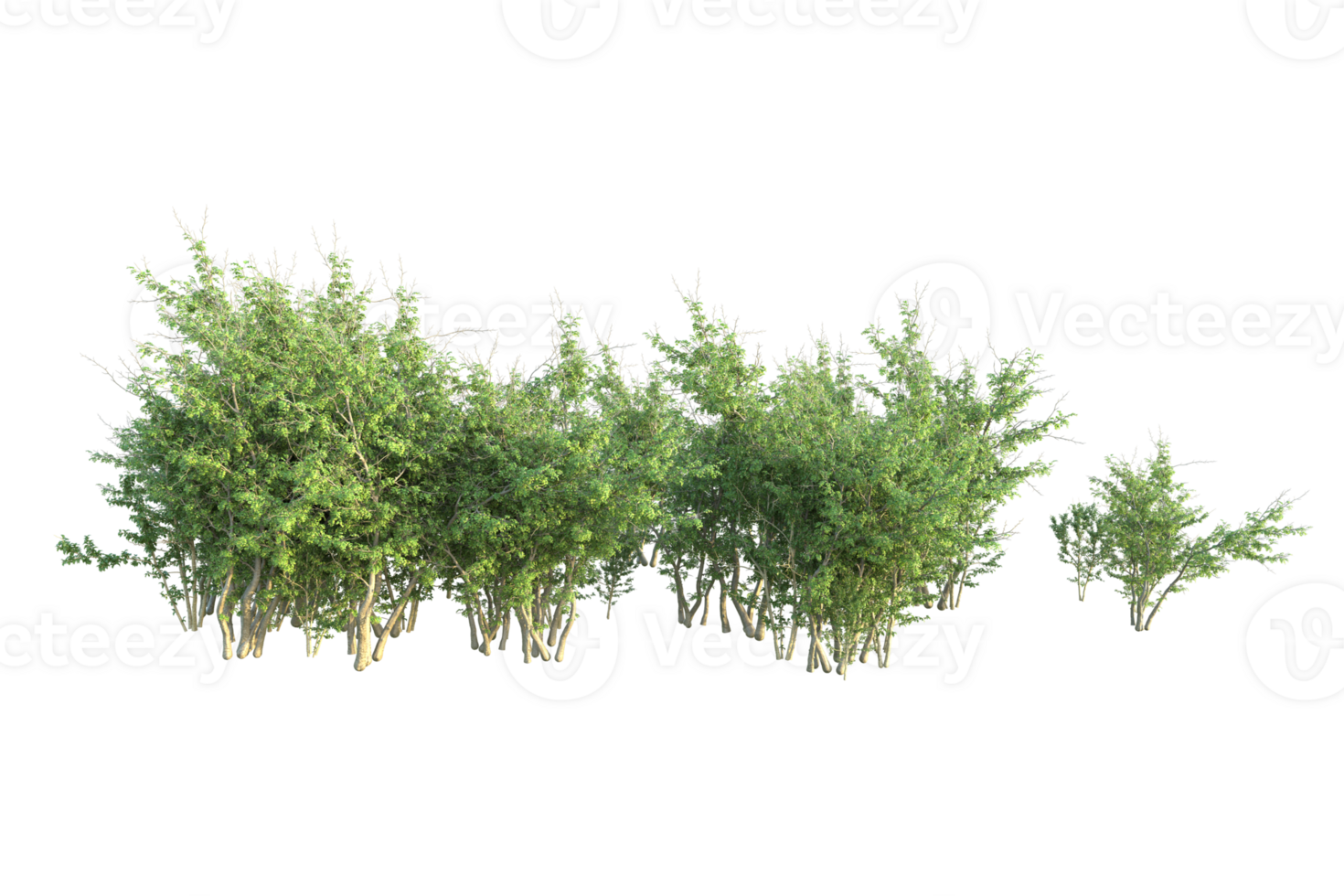 Tropical forest isolated on transparent background. 3d rendering - illustration png
