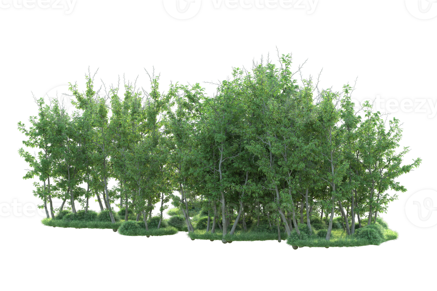 Tropical forest isolated on transparent background. 3d rendering - illustration png
