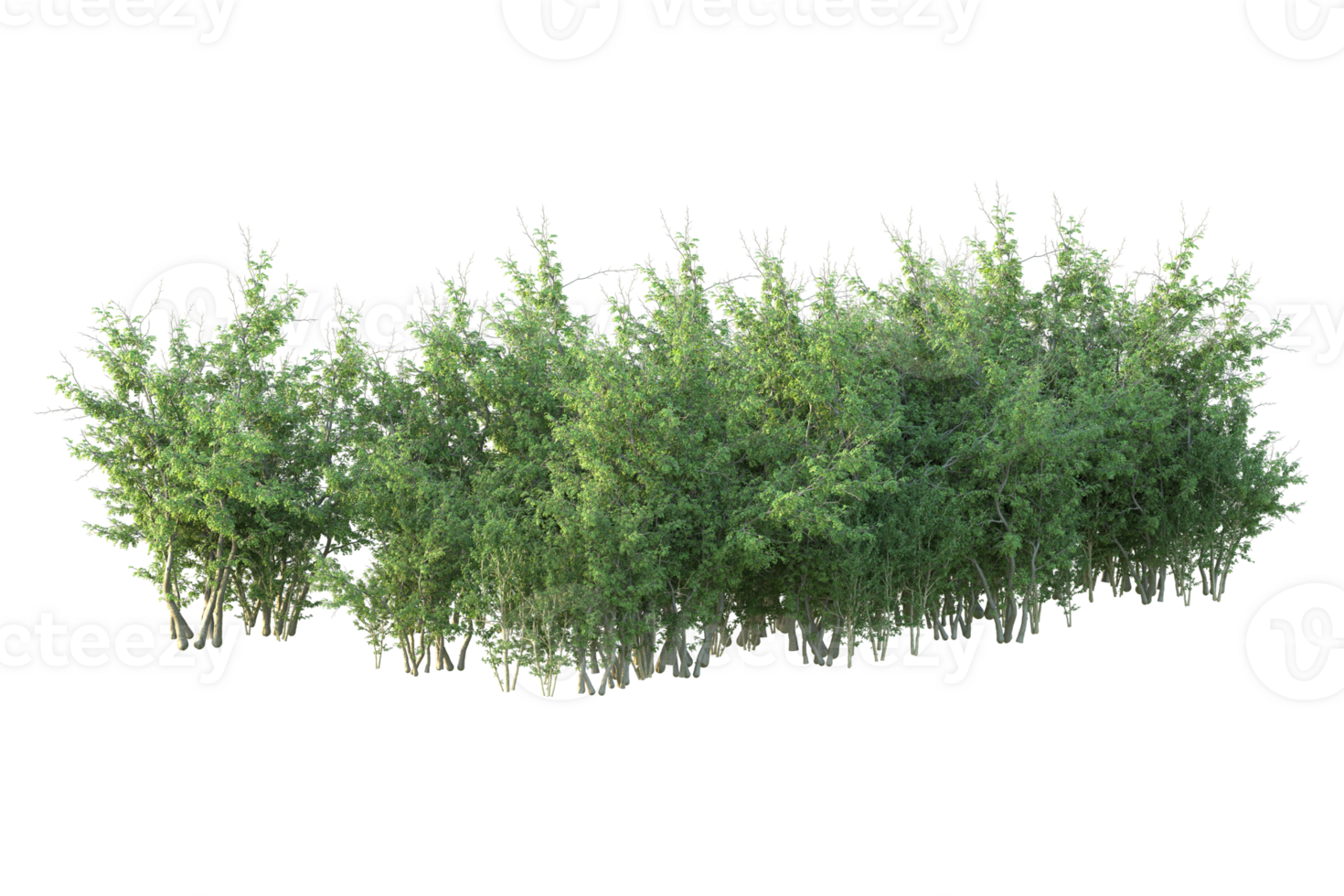 Tropical forest isolated on transparent background. 3d rendering - illustration png