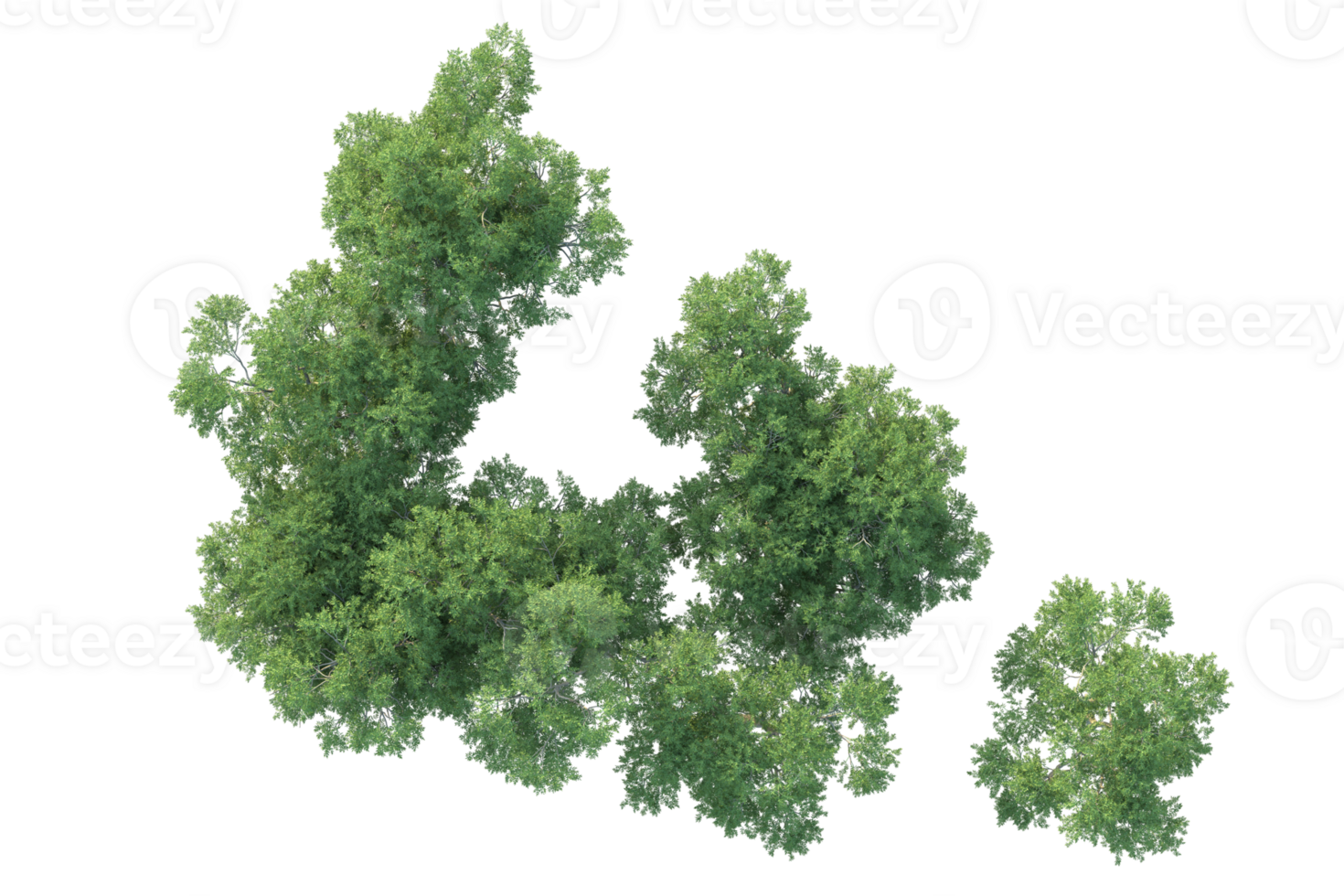 Tropical forest isolated on transparent background. 3d rendering - illustration png