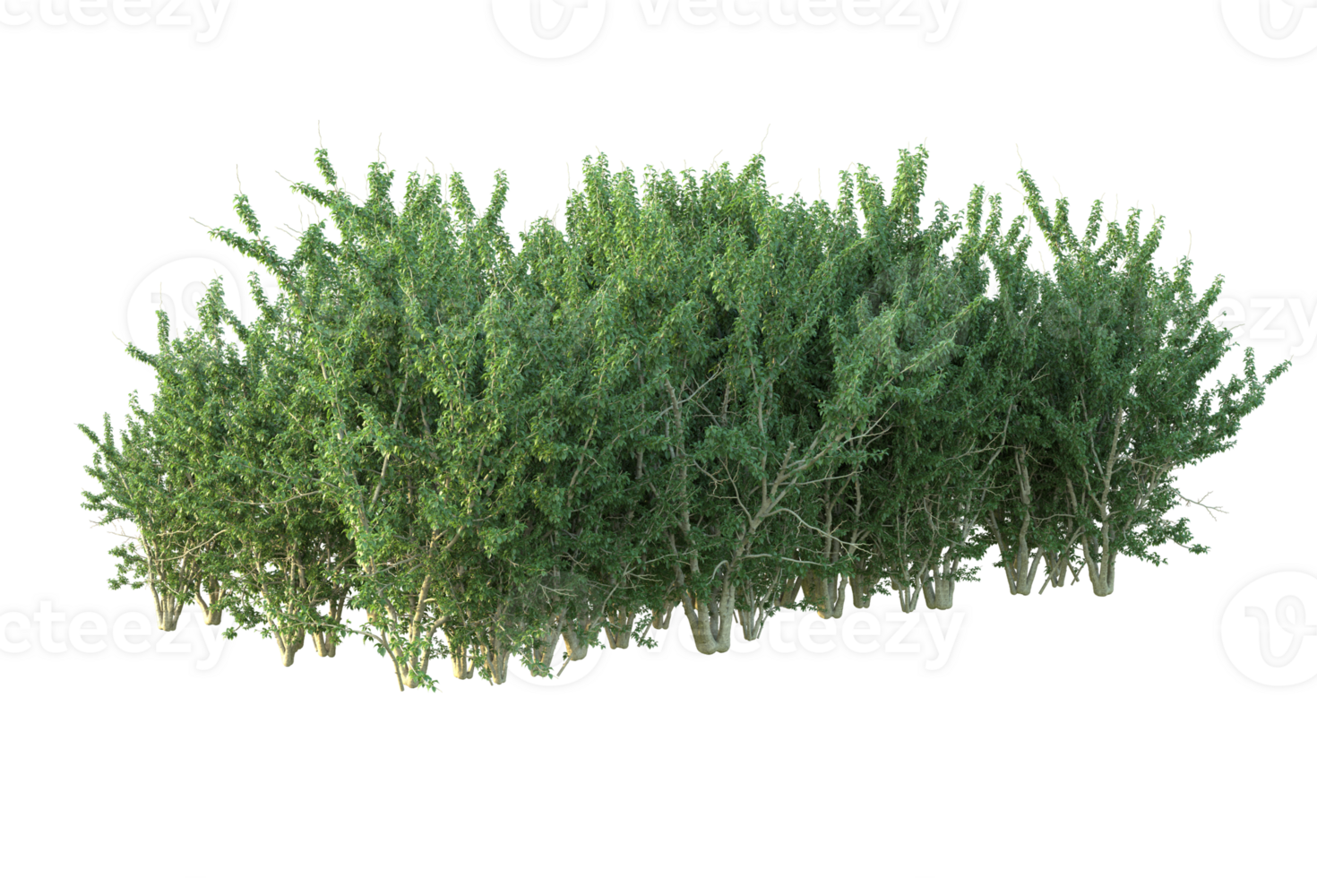 Tropical forest isolated on transparent background. 3d rendering - illustration png