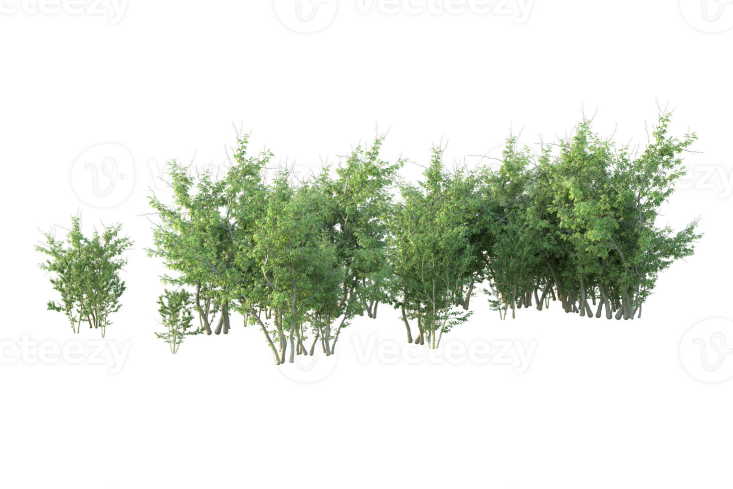 Tropical forest isolated on transparent background. 3d rendering - illustration png