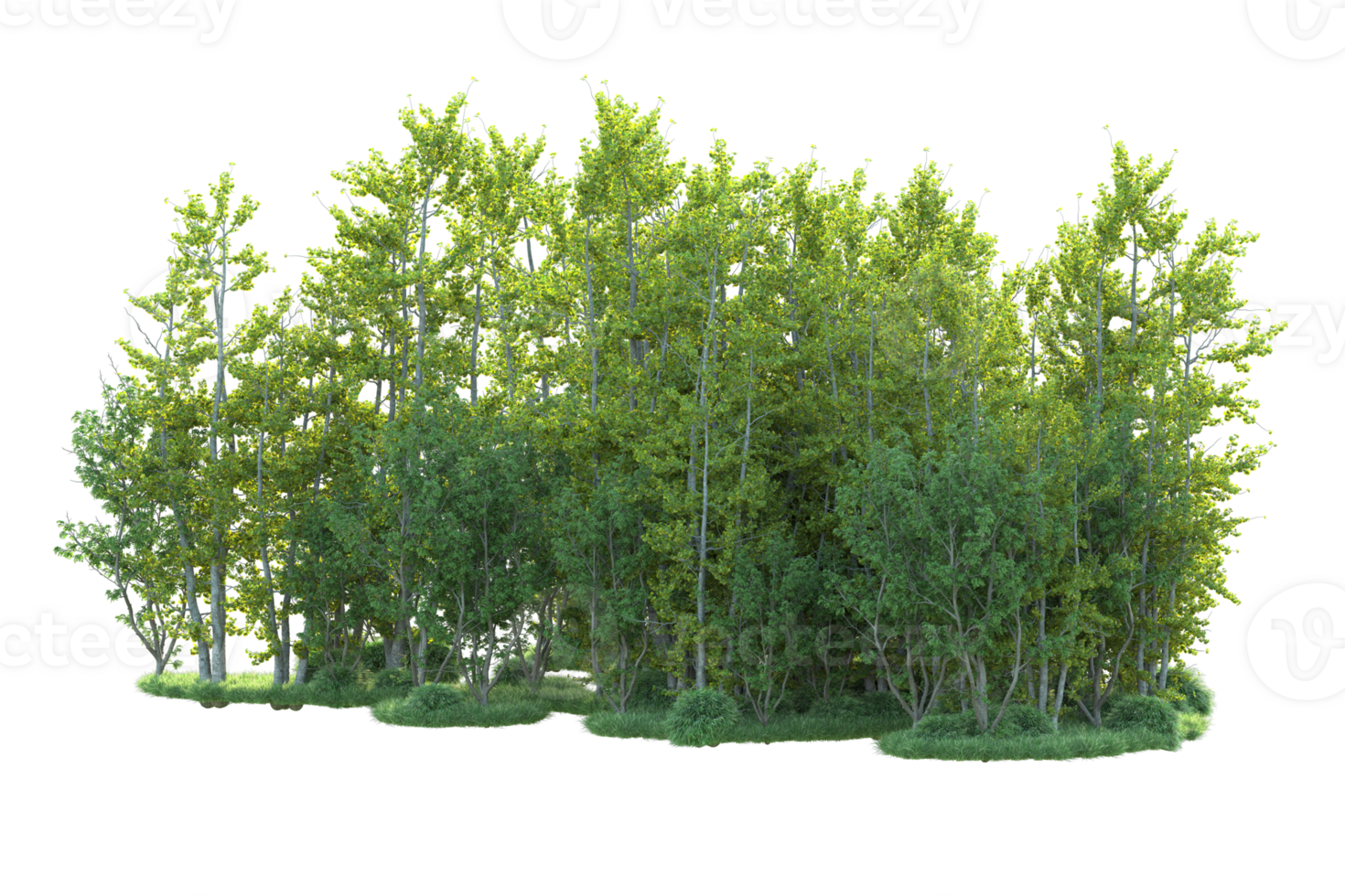 Tropical forest isolated on transparent background. 3d rendering - illustration png