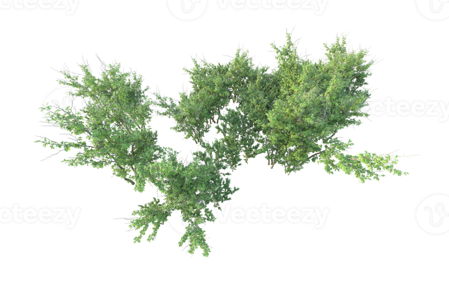 Tropical forest isolated on transparent background. 3d rendering - illustration png