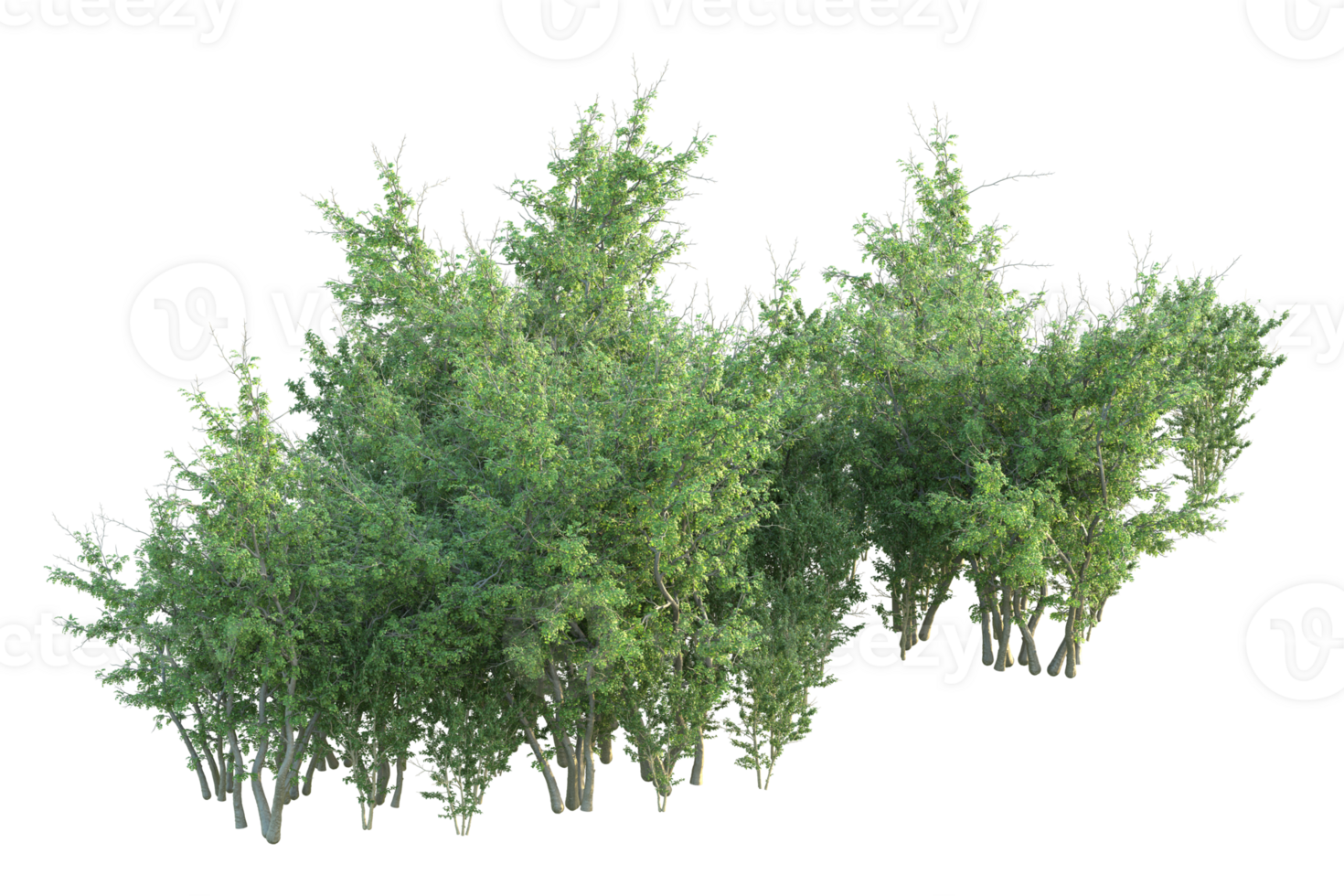 Tropical forest isolated on transparent background. 3d rendering - illustration png