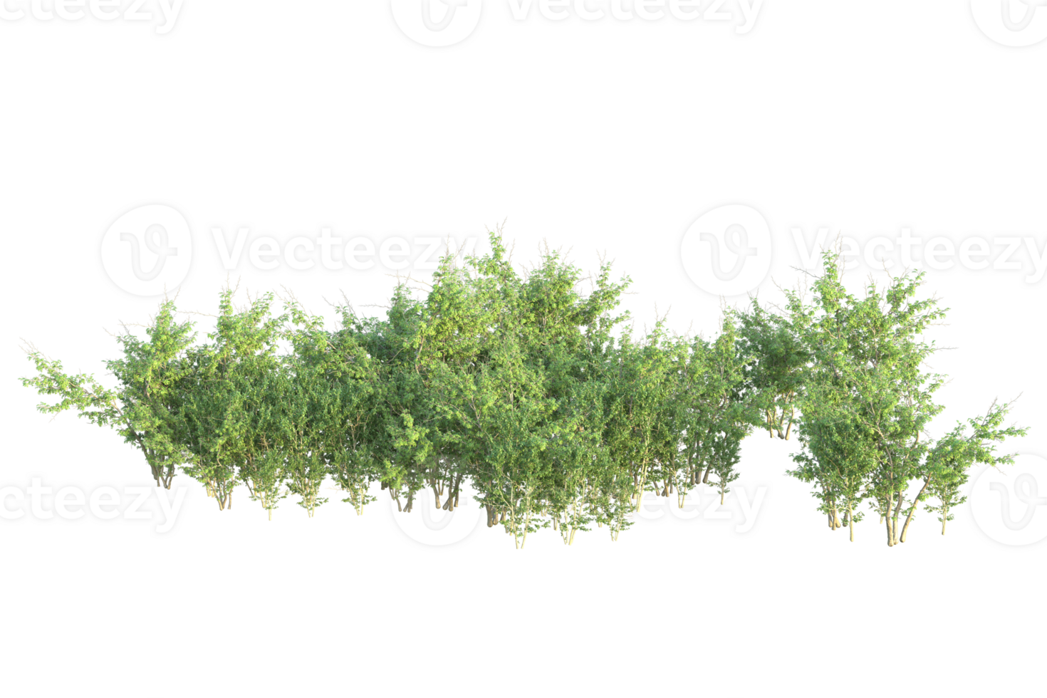 Tropical forest isolated on transparent background. 3d rendering - illustration png