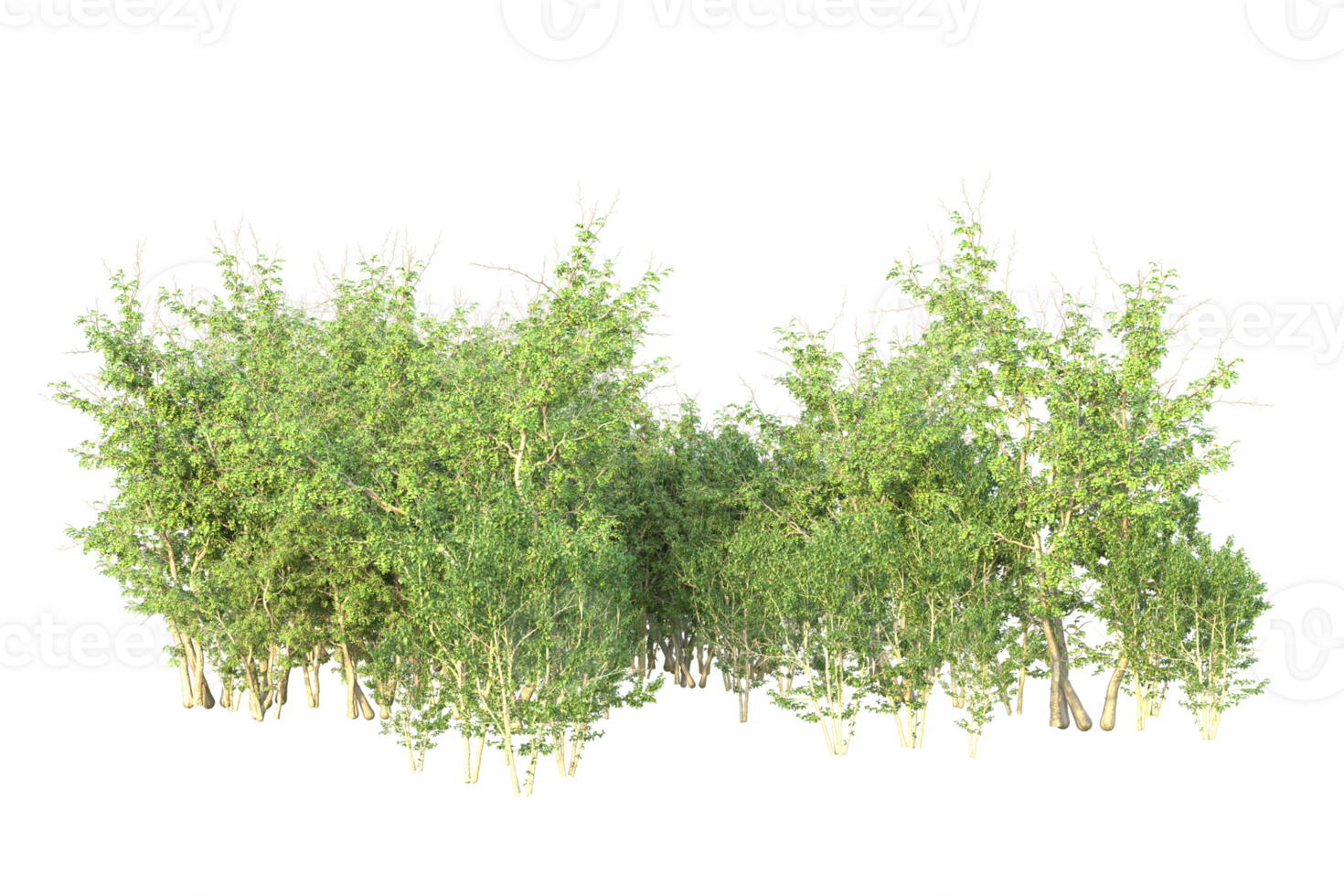 Tropical forest isolated on transparent background. 3d rendering - illustration png