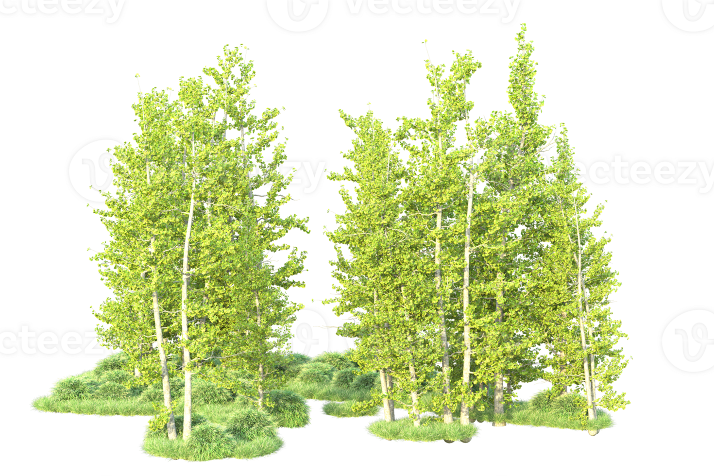 Tropical forest isolated on transparent background. 3d rendering - illustration png