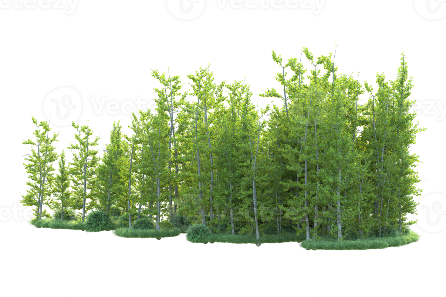 Tropical forest isolated on transparent background. 3d rendering - illustration png