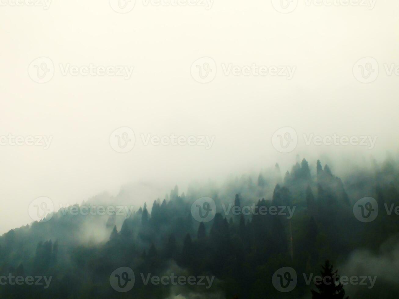 A mysterious foggy forest on a mountain with tall pine trees, Misty landscape with fir forest in vintage retro style. Selective focus, noise effect included, overexposed effect. photo