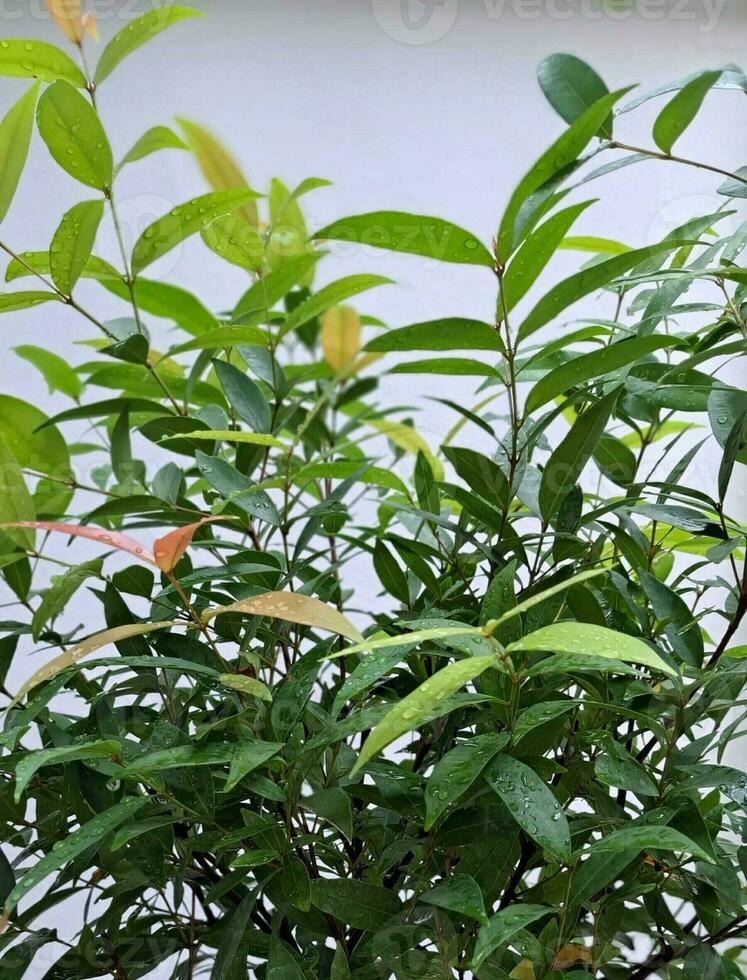 Blurry image of green leafy tree with water droplets on a white background. photo