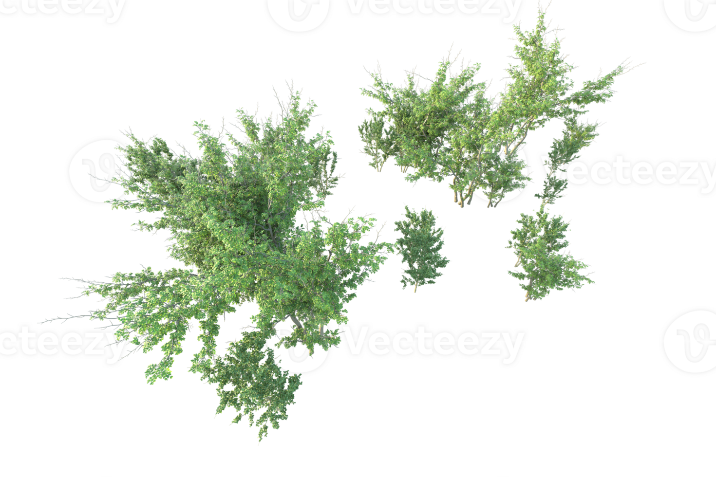 Tropical forest isolated on transparent background. 3d rendering - illustration png