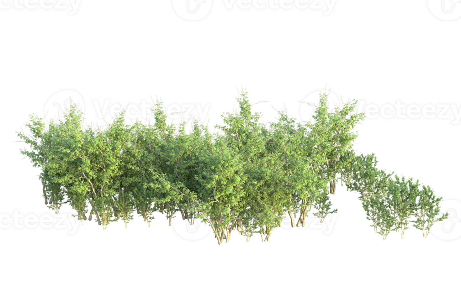 Tropical forest isolated on transparent background. 3d rendering - illustration png