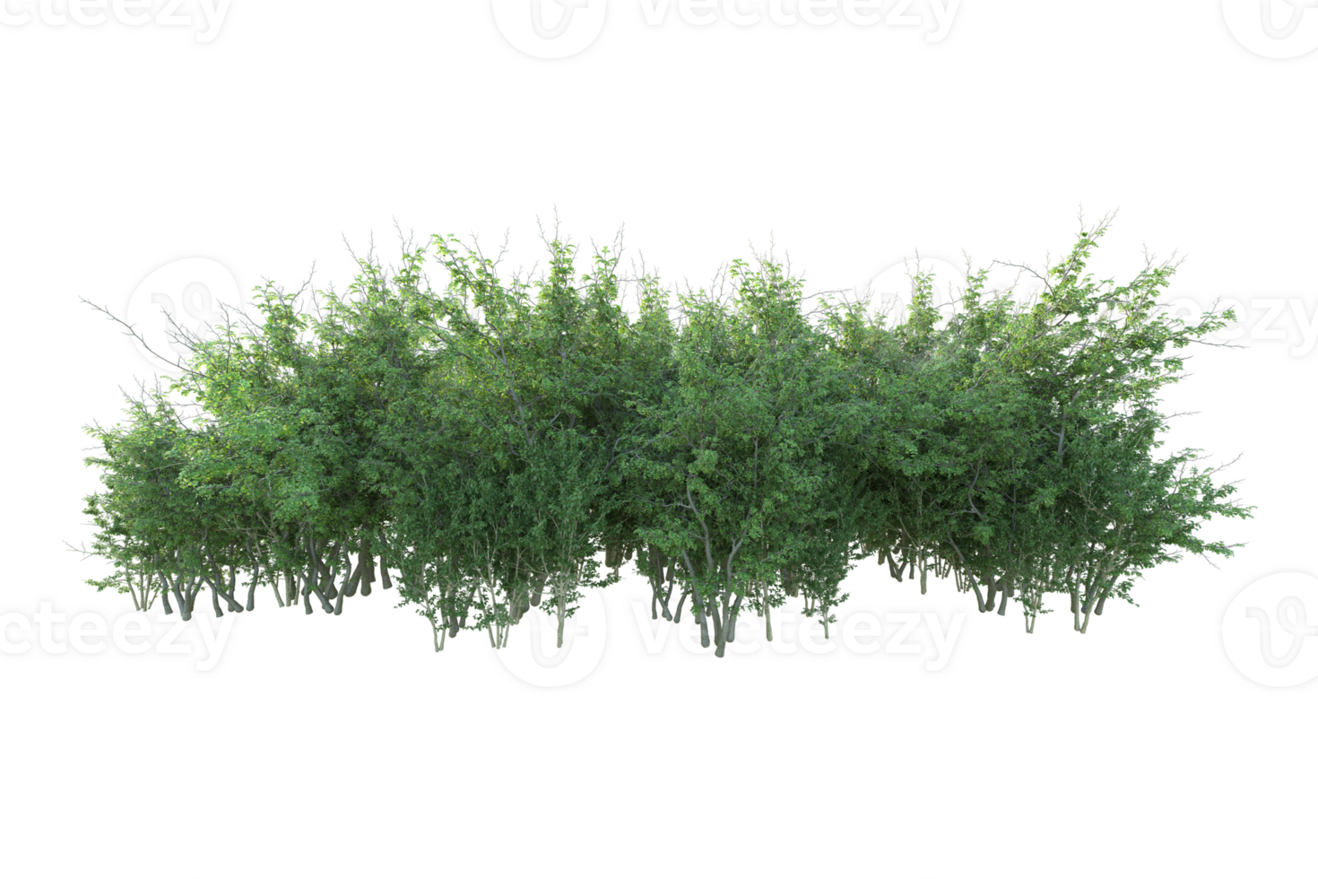 Tropical forest isolated on transparent background. 3d rendering - illustration png