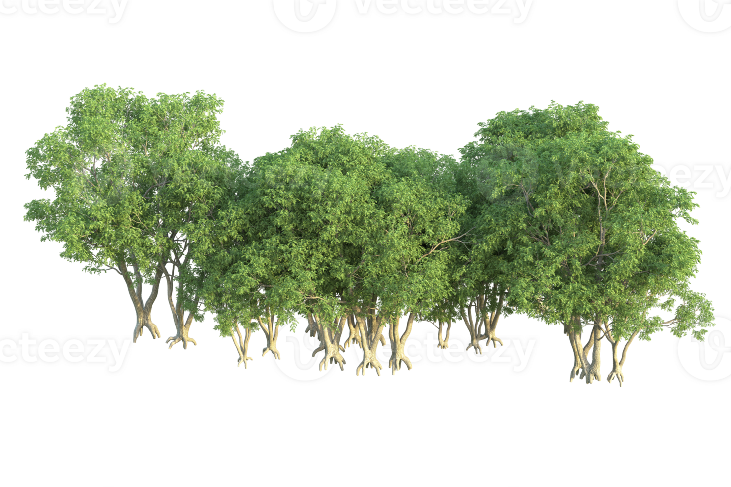 Tropical forest isolated on transparent background. 3d rendering - illustration png