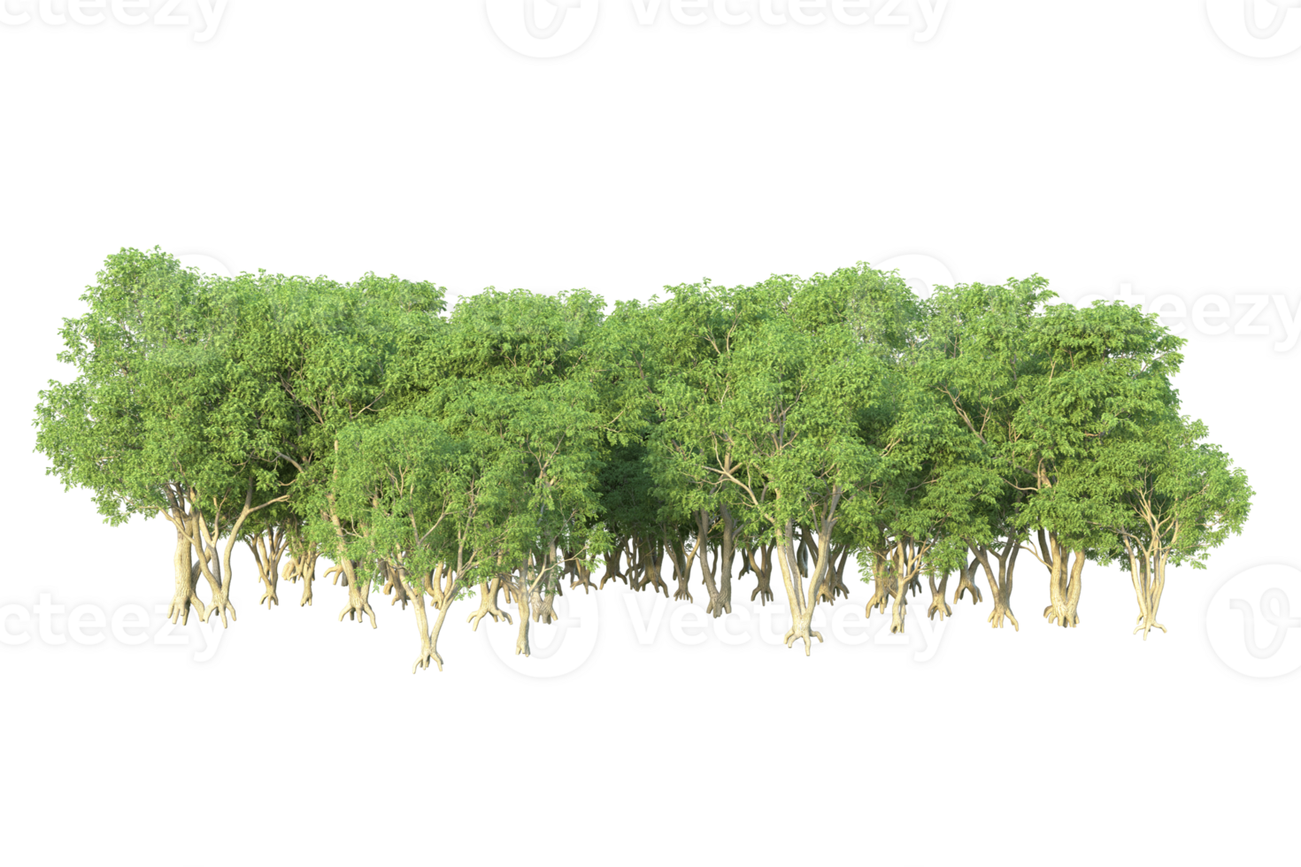 Tropical forest isolated on transparent background. 3d rendering - illustration png