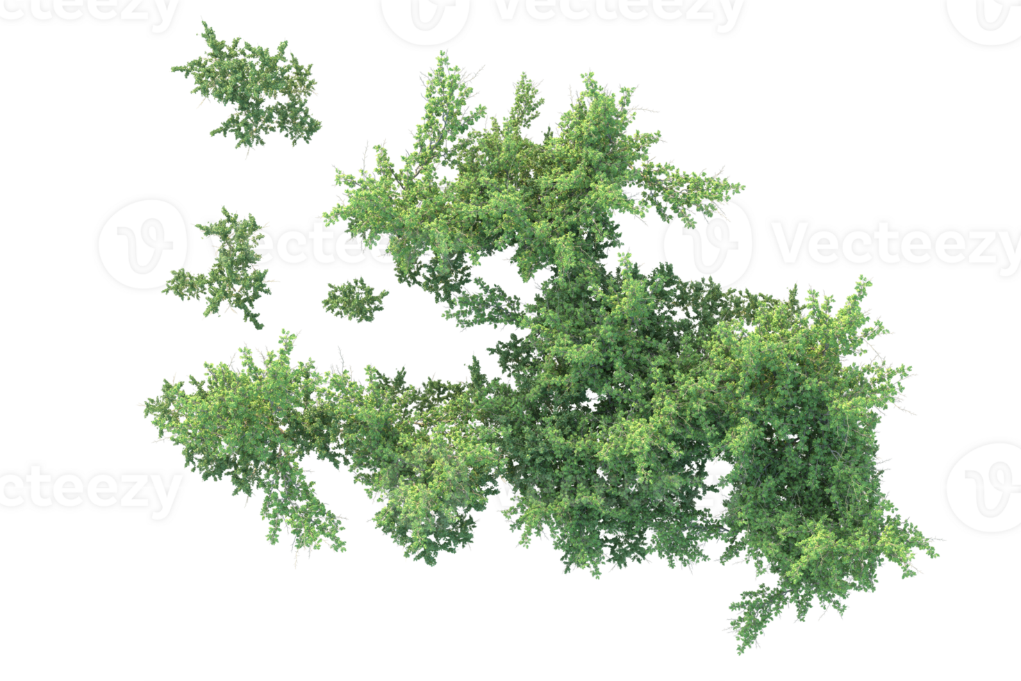Tropical forest isolated on transparent background. 3d rendering - illustration png