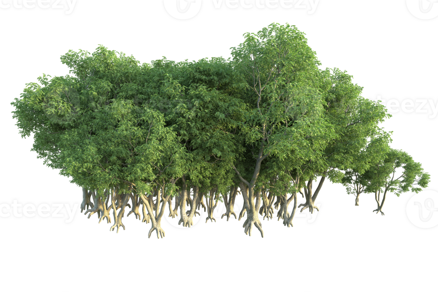 Tropical forest isolated on transparent background. 3d rendering - illustration png