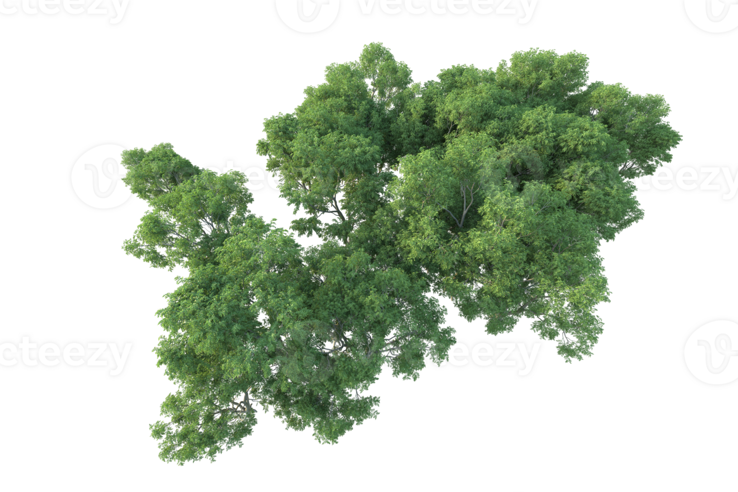 Tropical forest isolated on transparent background. 3d rendering - illustration png