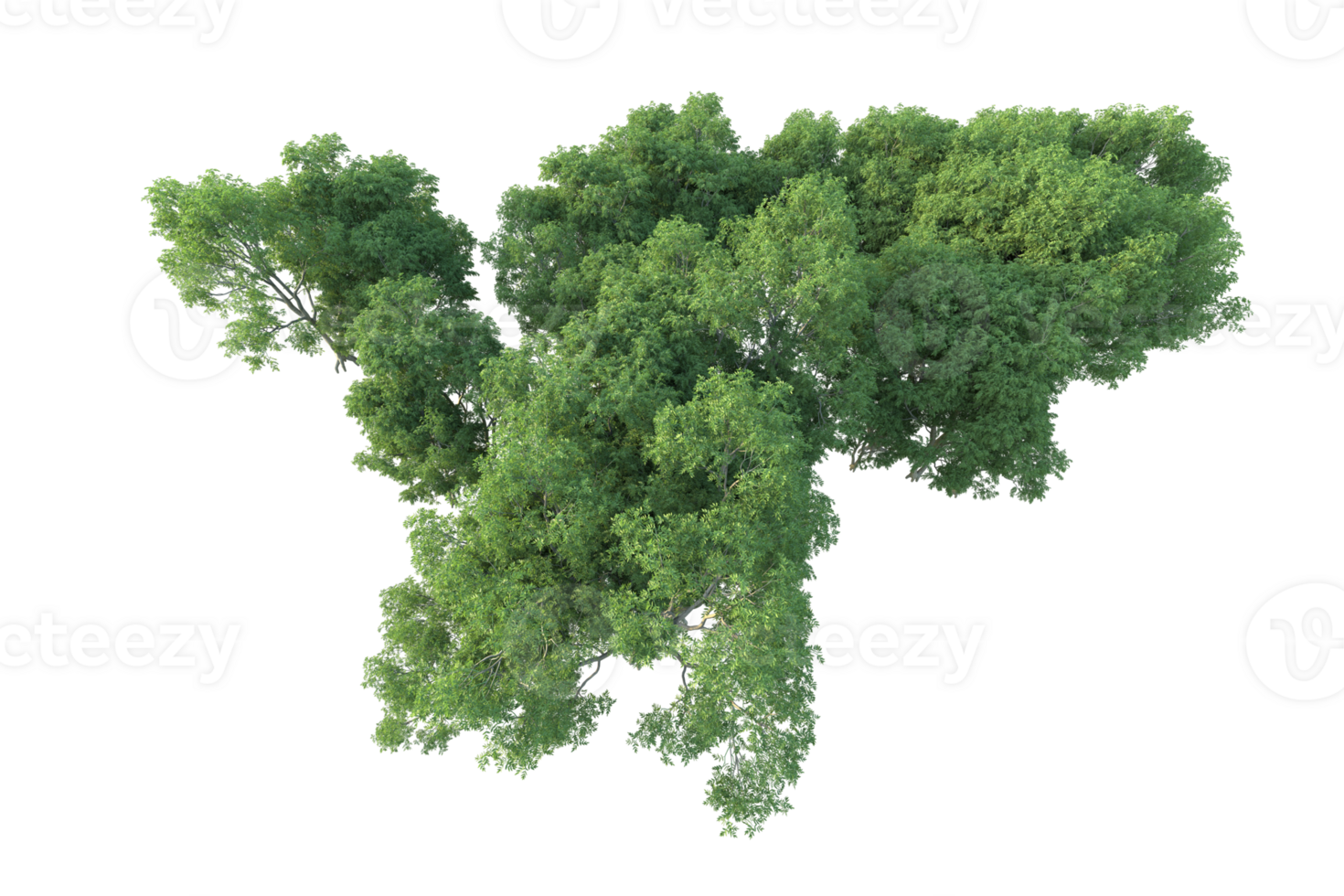 Tropical forest isolated on transparent background. 3d rendering - illustration png