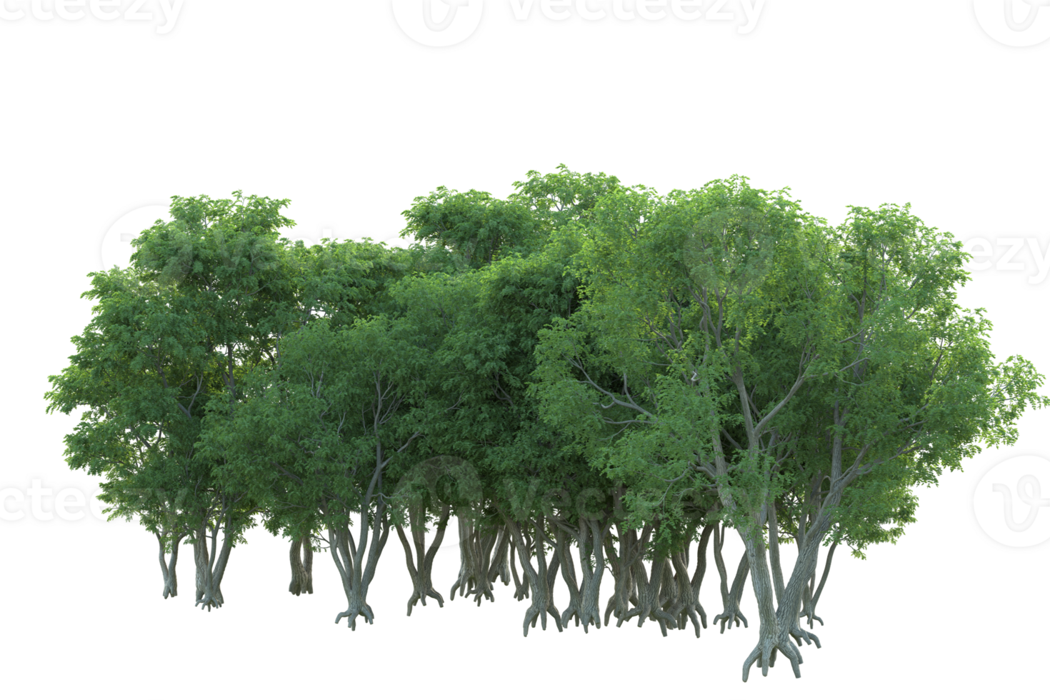 Tropical forest isolated on transparent background. 3d rendering - illustration png