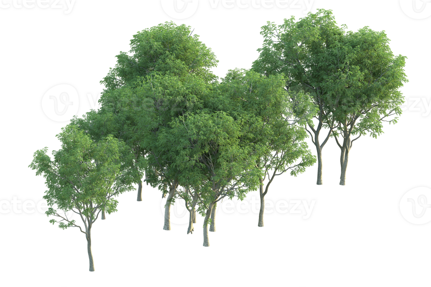 Tropical forest isolated on transparent background. 3d rendering - illustration png