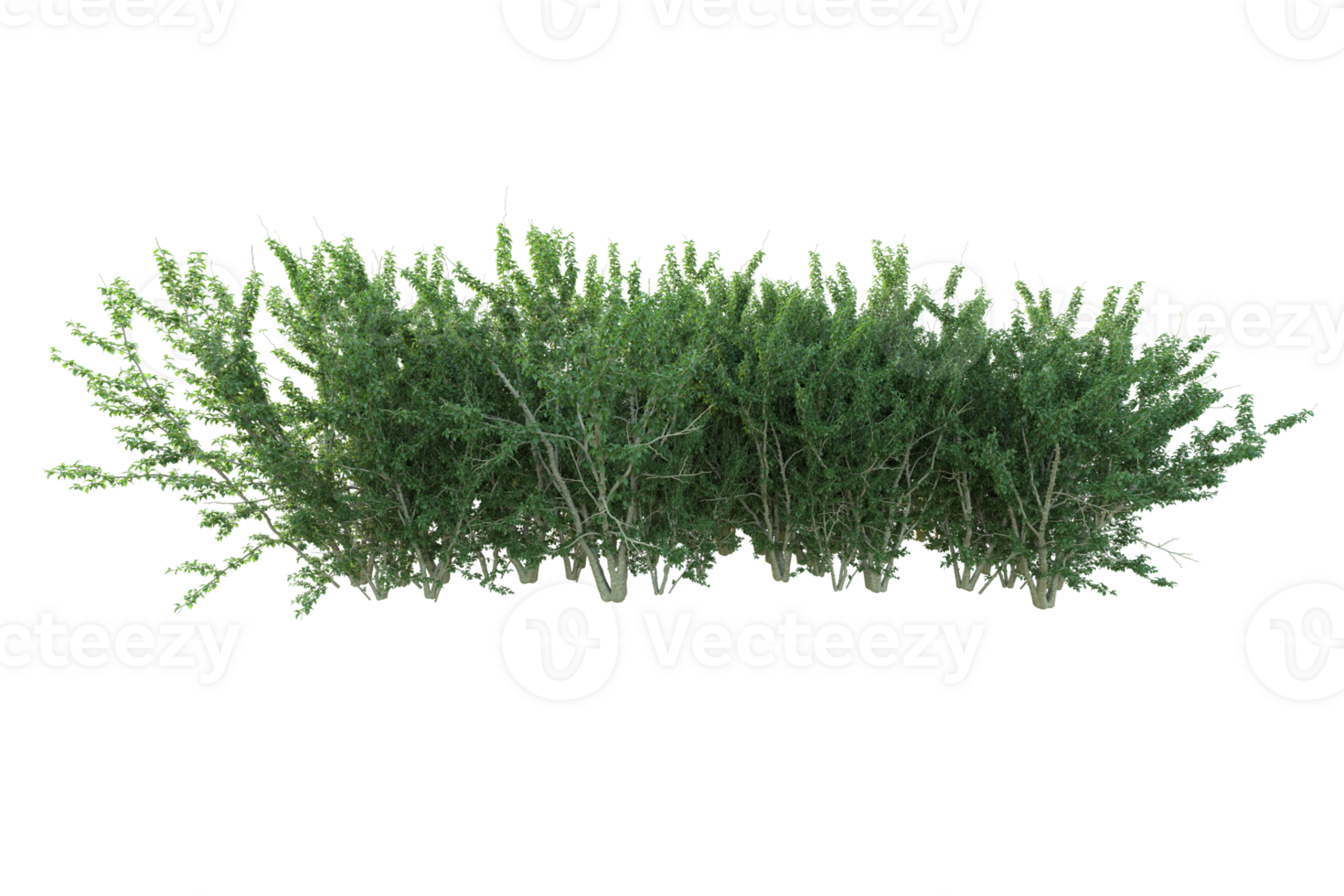 Tropical forest isolated on transparent background. 3d rendering - illustration png