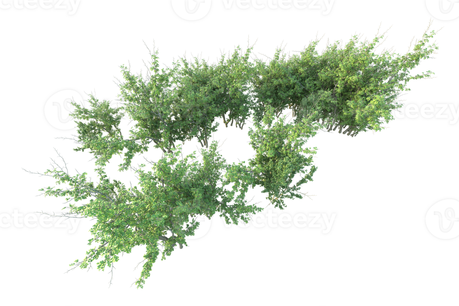 Tropical forest isolated on transparent background. 3d rendering - illustration png