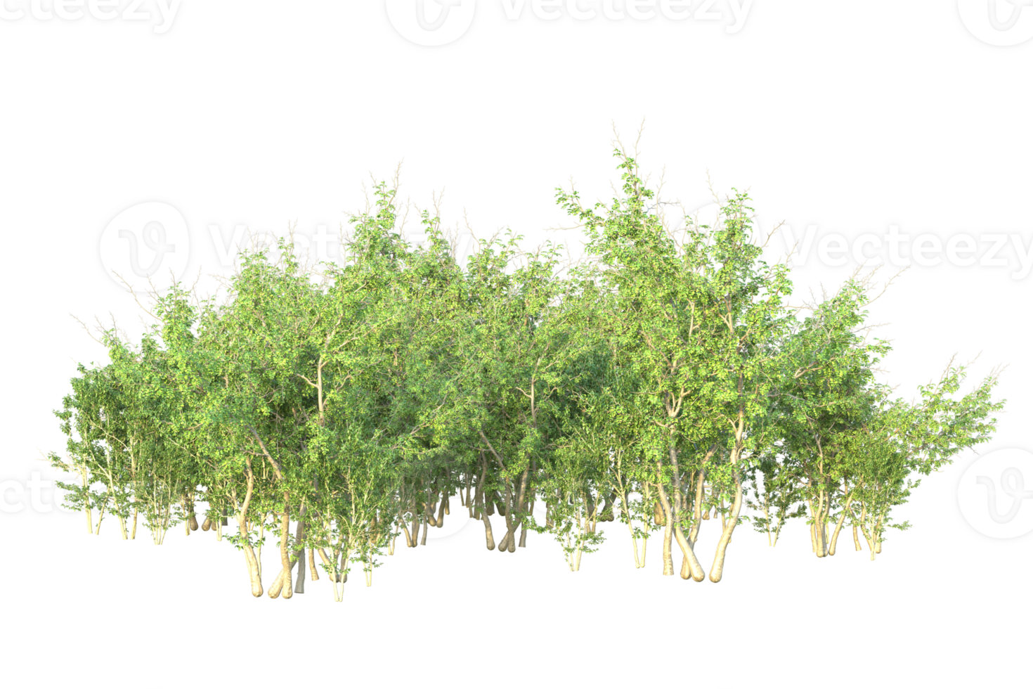Tropical forest isolated on transparent background. 3d rendering - illustration png