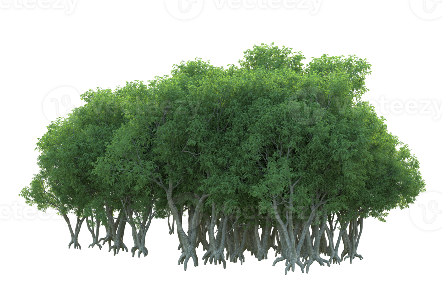 Tropical forest isolated on transparent background. 3d rendering - illustration png