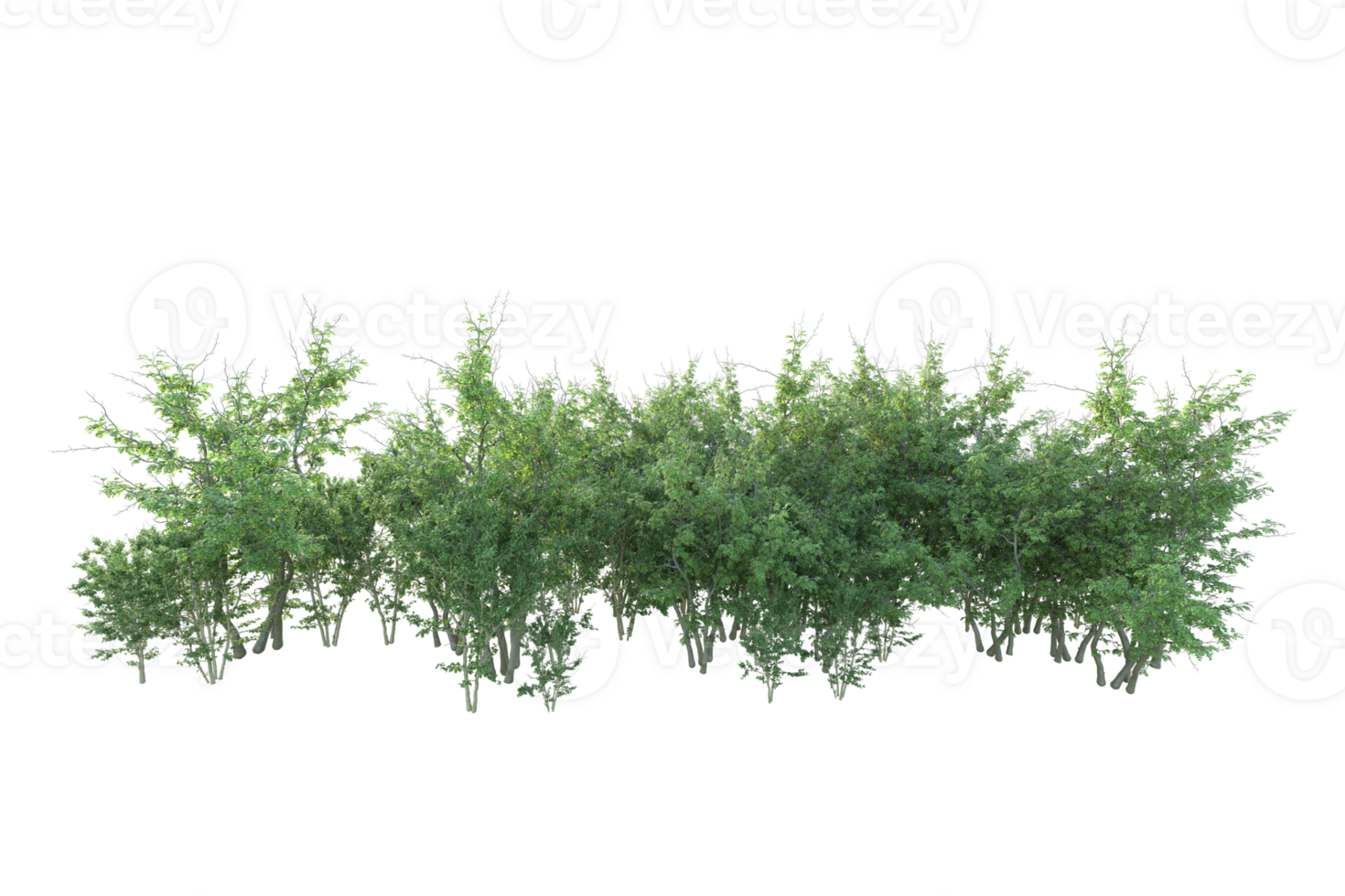 Tropical forest isolated on transparent background. 3d rendering - illustration png
