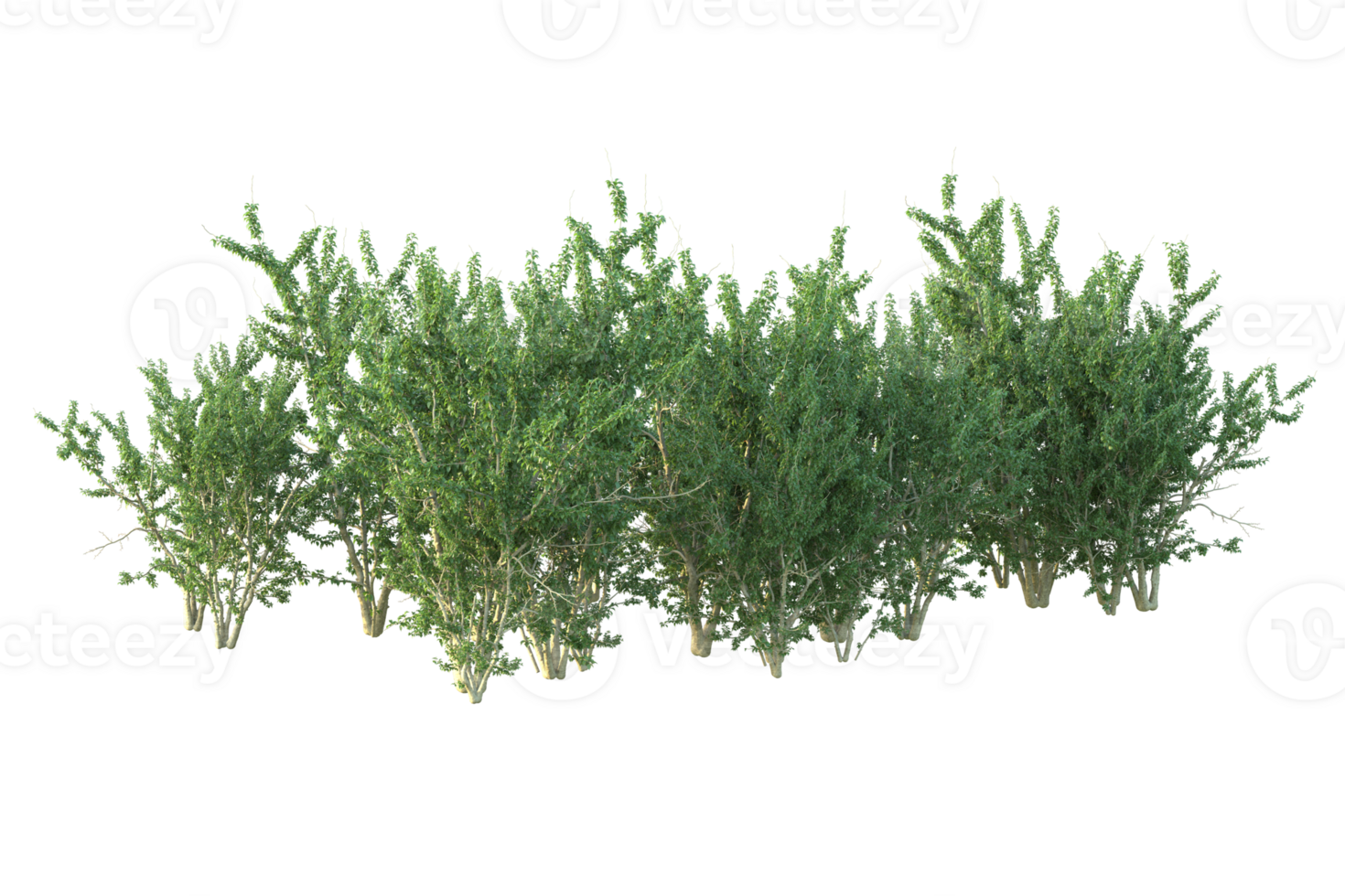 Tropical forest isolated on transparent background. 3d rendering - illustration png