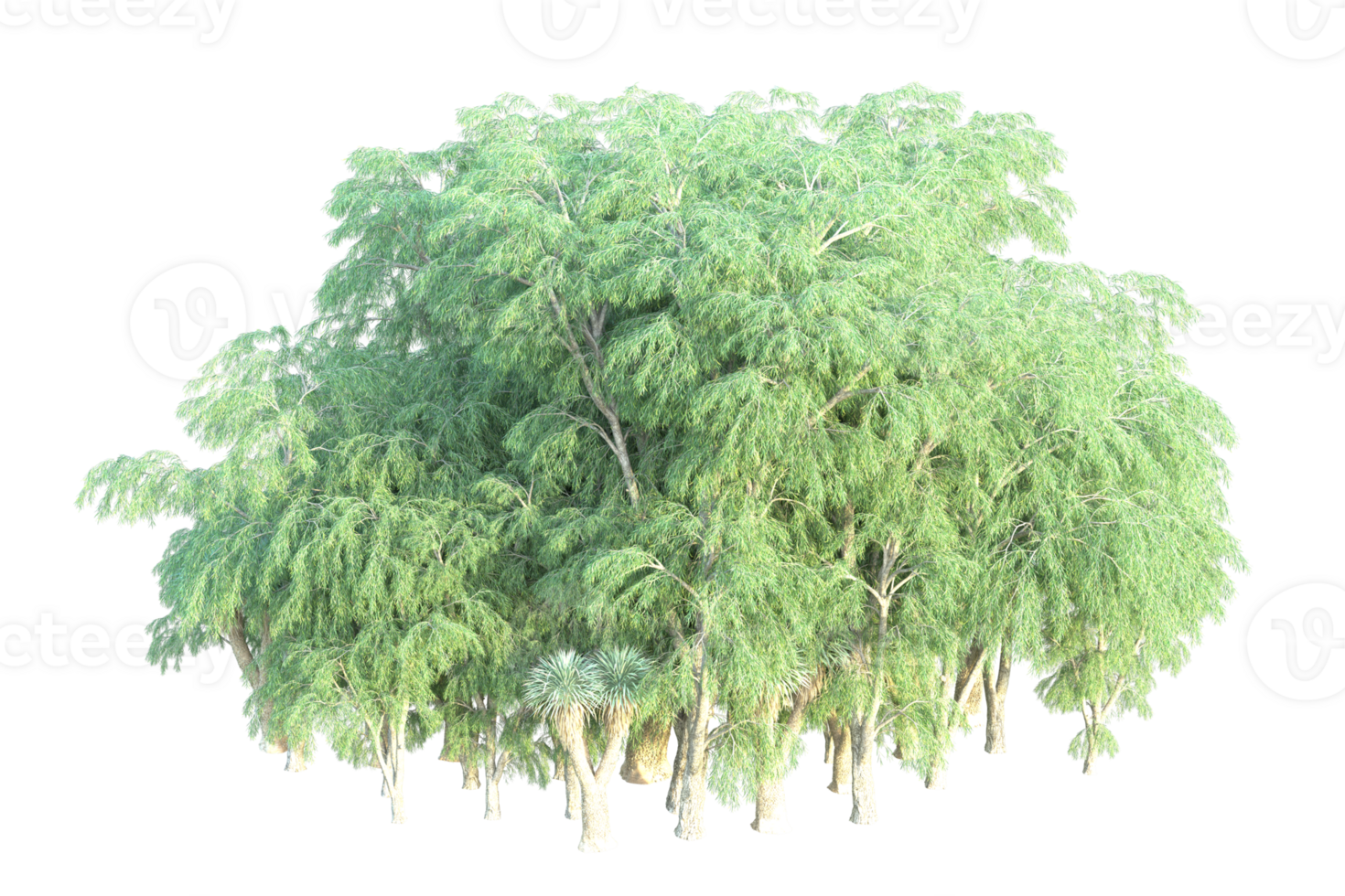 Tropical forest isolated on transparent background. 3d rendering - illustration png