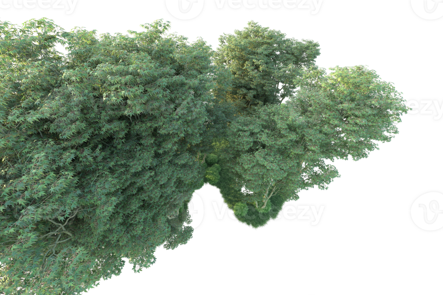 Tropical forest isolated on transparent background. 3d rendering - illustration png