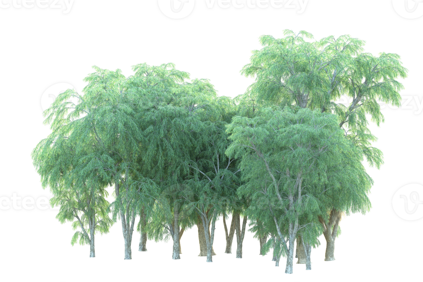 Tropical forest isolated on transparent background. 3d rendering - illustration png