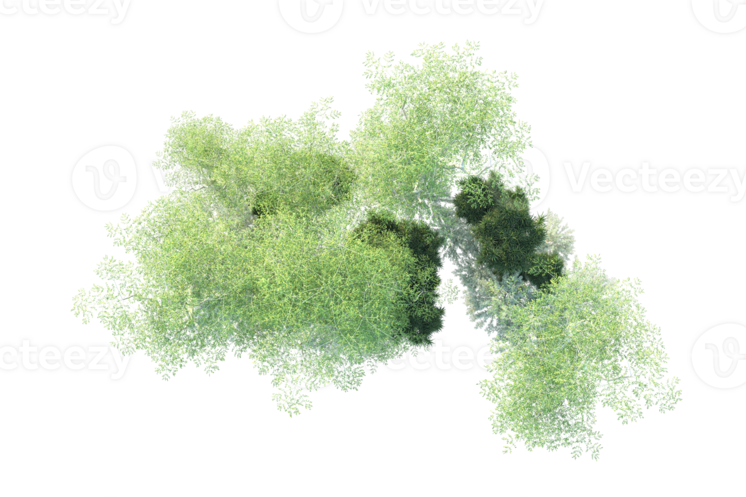 Tropical forest isolated on transparent background. 3d rendering - illustration png