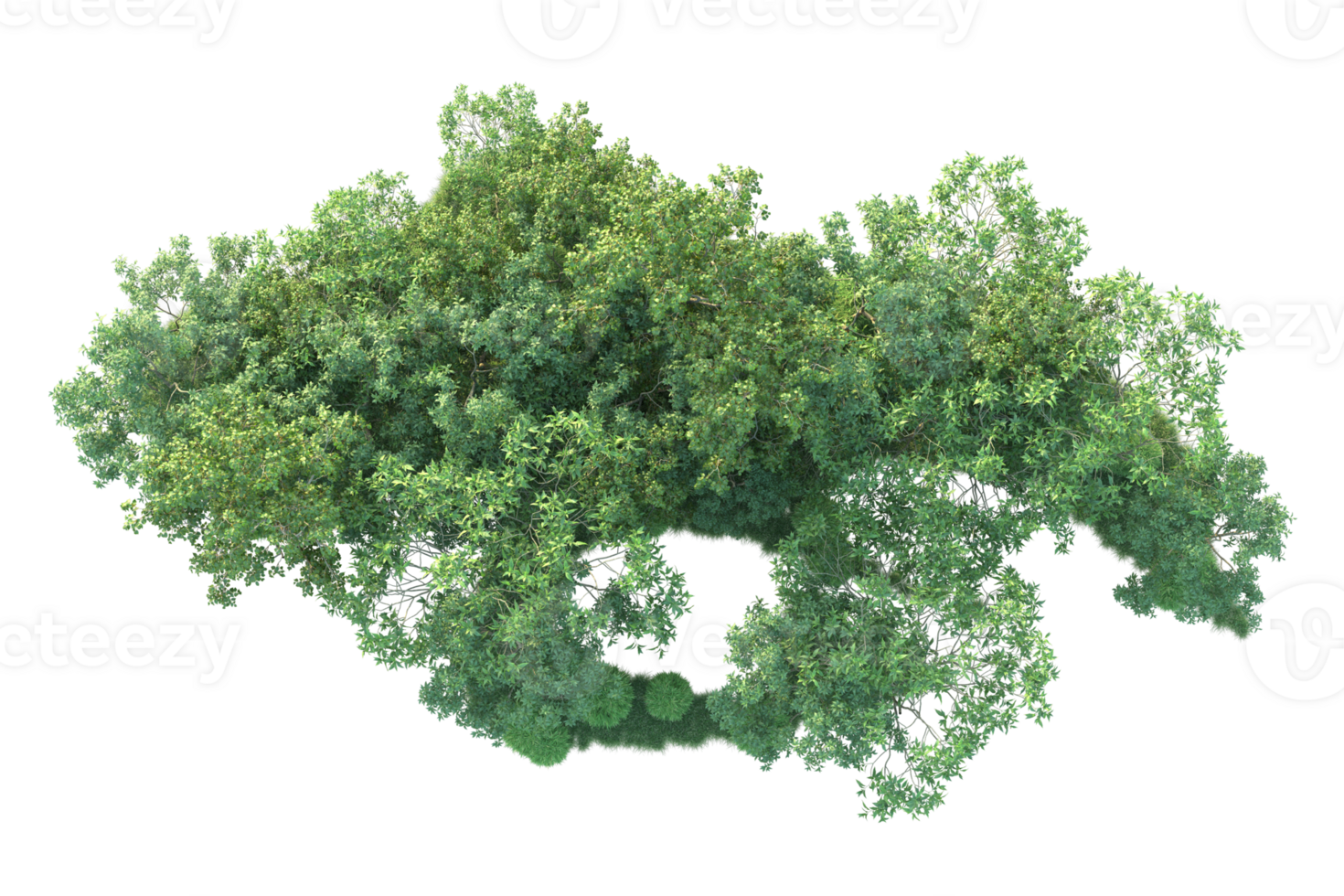 Tropical forest isolated on transparent background. 3d rendering - illustration png