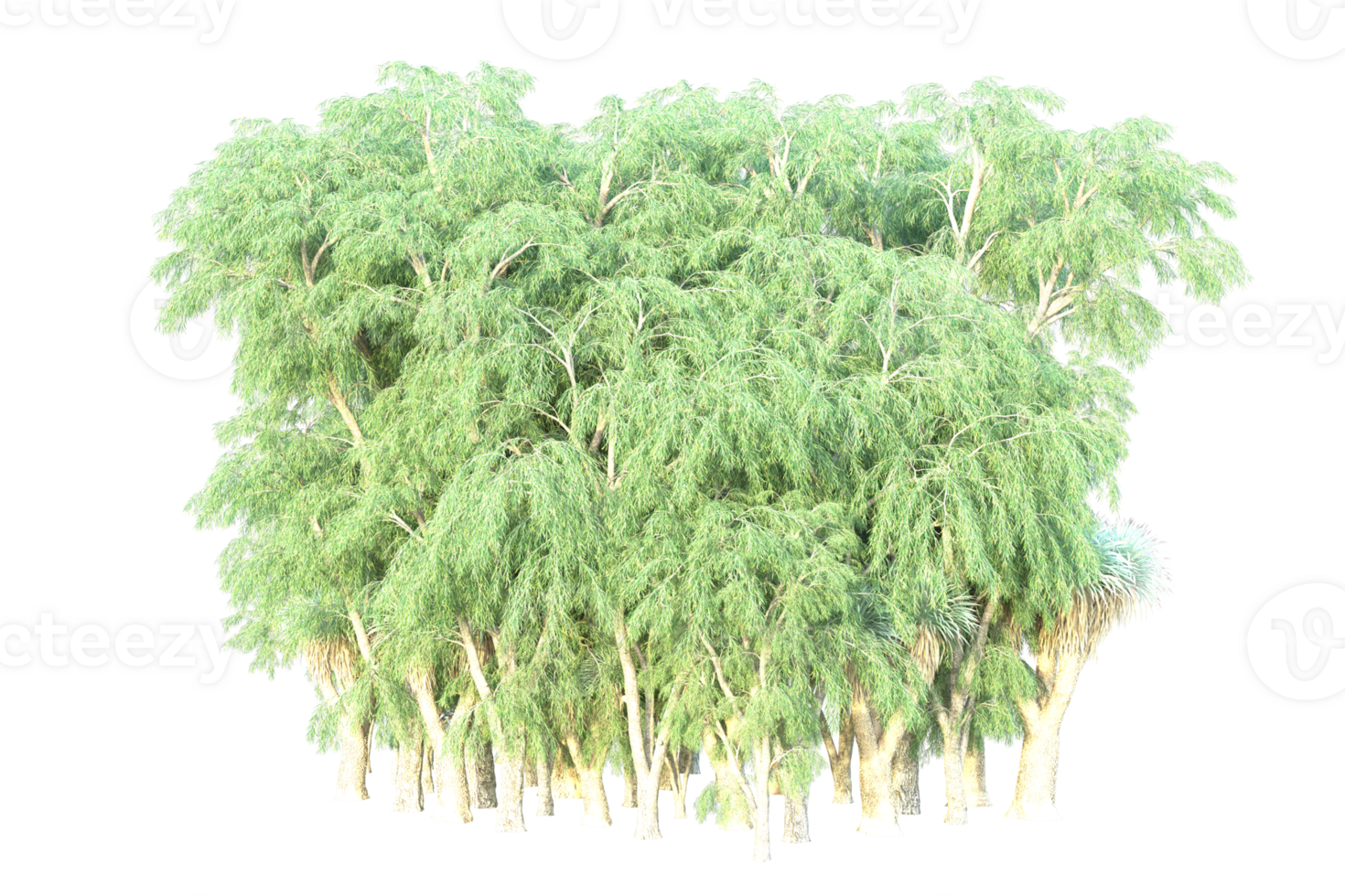 Tropical forest isolated on transparent background. 3d rendering - illustration png